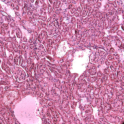 Mouse Kidney, H&E