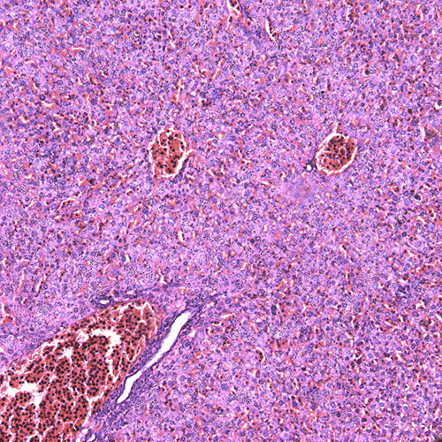 Mouse Heart Tissue, H&E