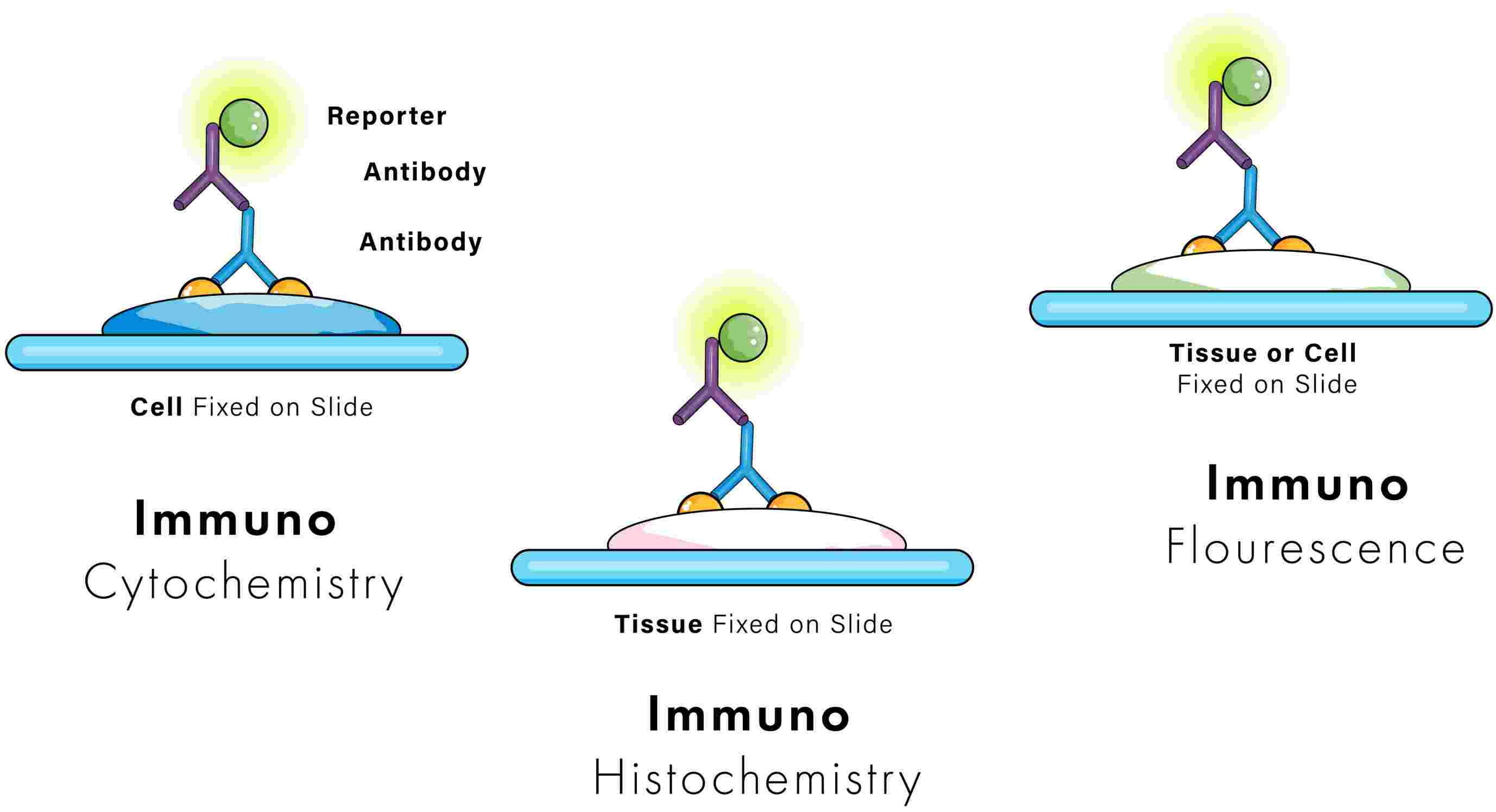 IHC vs. IF