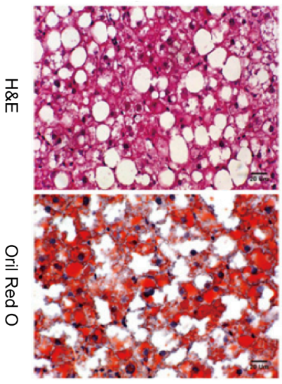 Routine & Special Staining