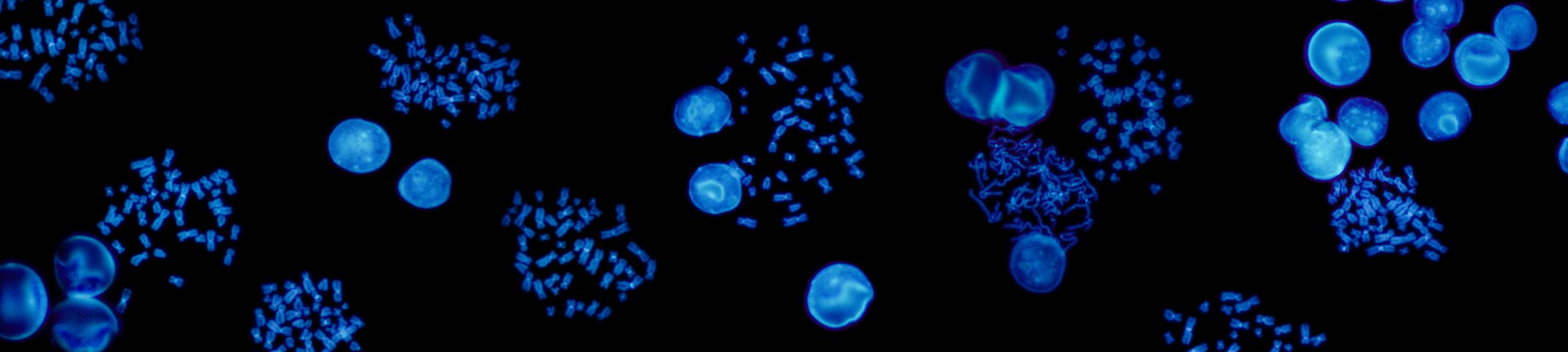What is In Situ Hybridization (ISH)?