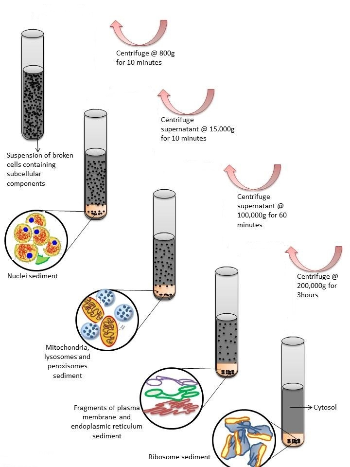 Subcellular Fractions