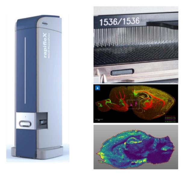 Laser Capture Microdissection (LCM) Services